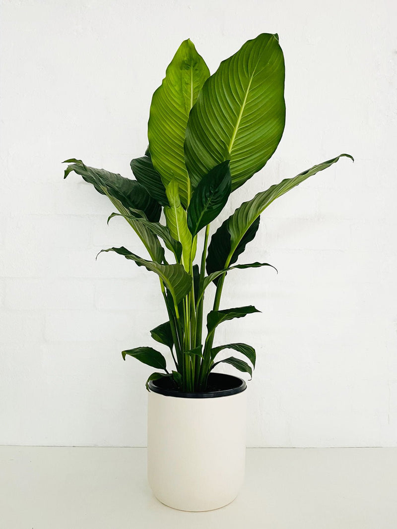 Plants Delivery