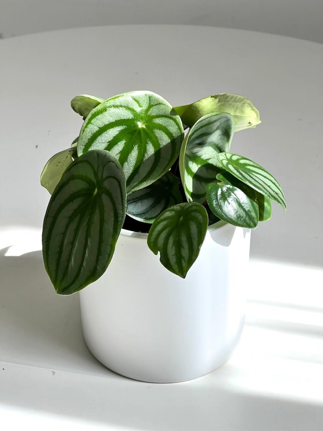 Peperomia Plant 120mm & Pot - Amazing Graze Flowers