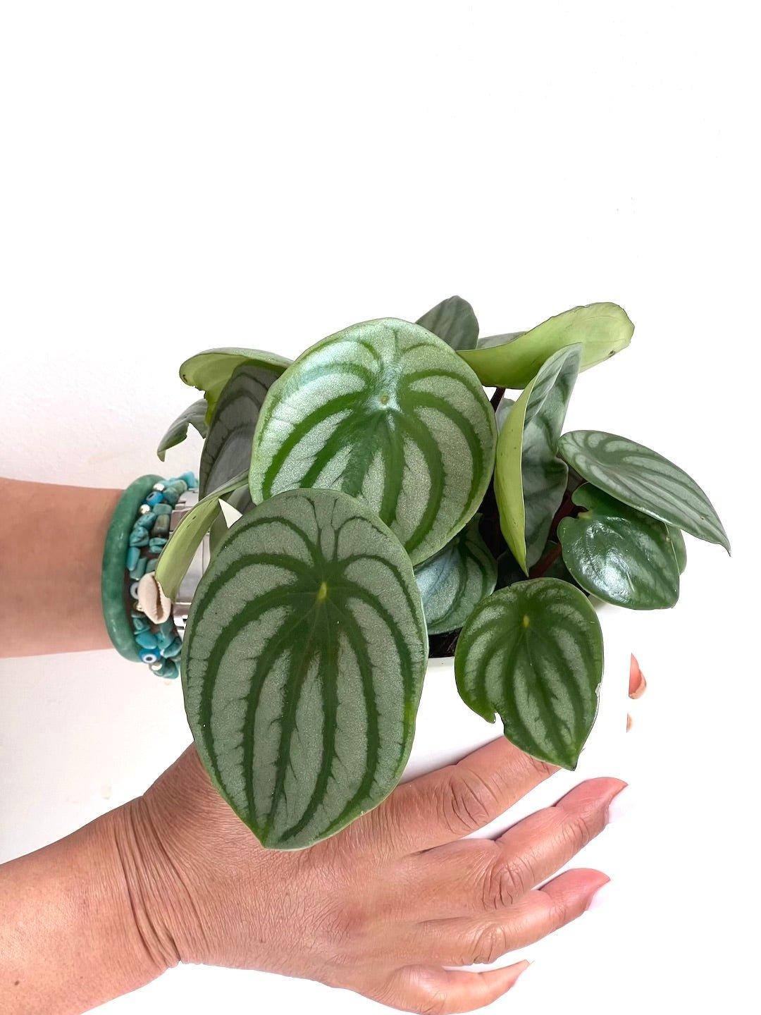 Peperomia Plant 120mm & Pot - Amazing Graze Flowers