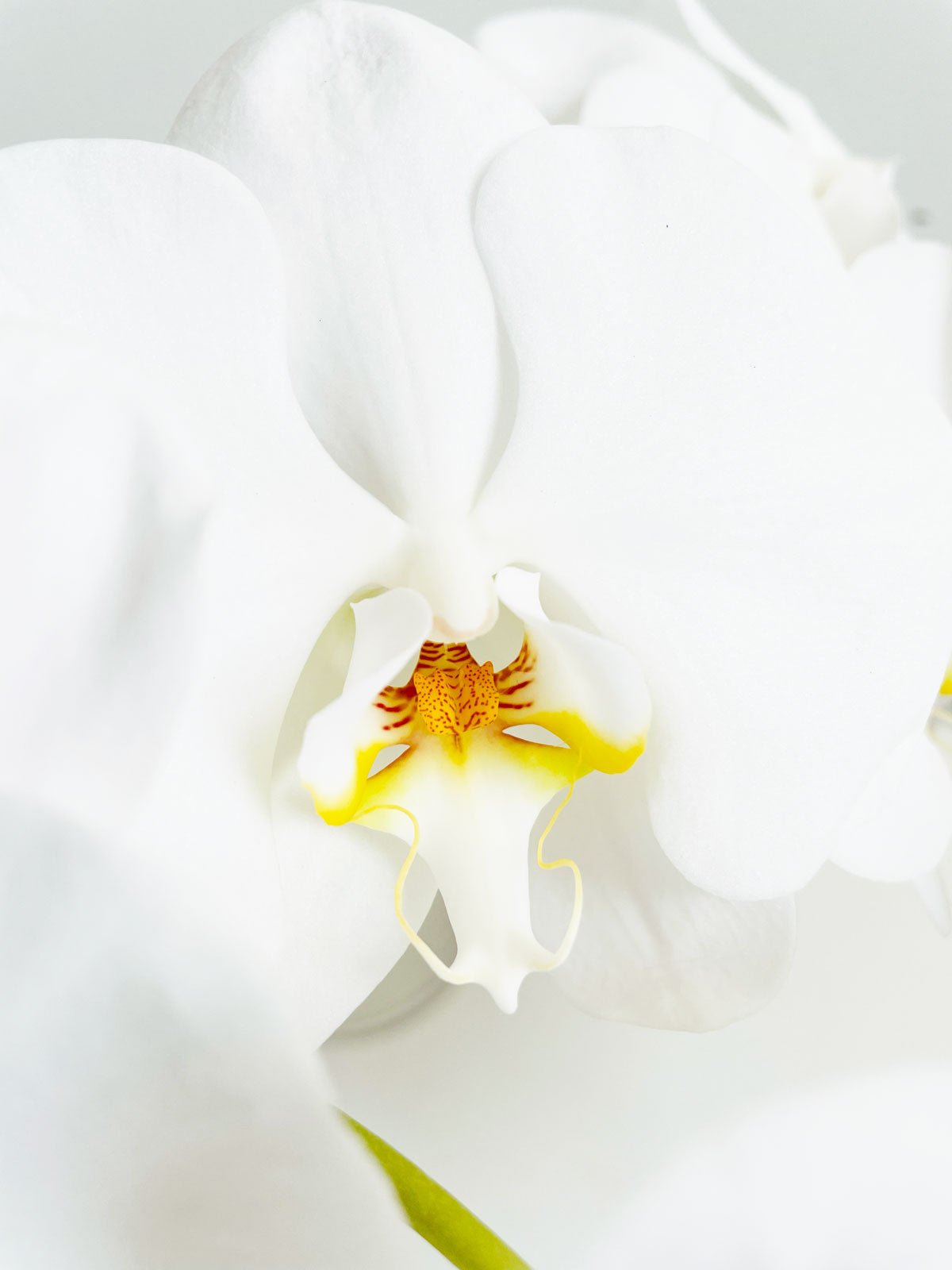 Phalaenopsis White Orchid STEM - Amazing Graze Flowers