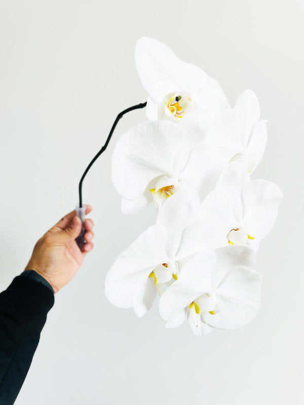 Phalaenopsis White Orchid STEM