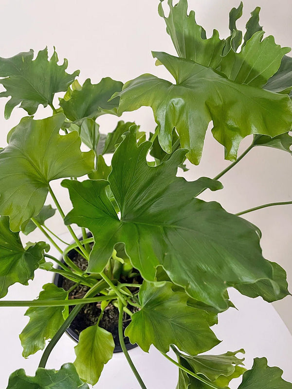 Philodendron (Lickety Split) 200mm + Pot