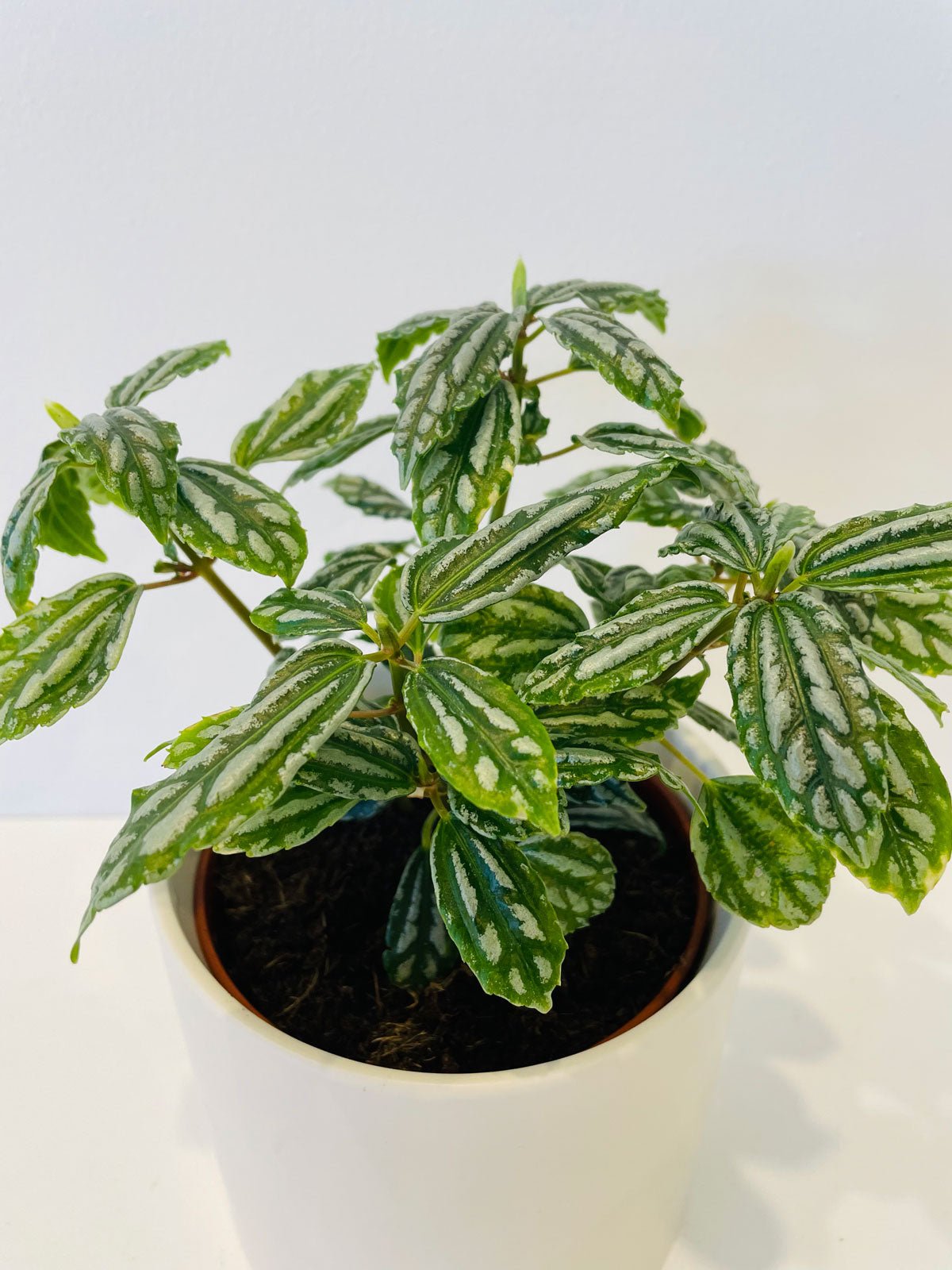 Pilea Cadierei 120mm & Pot - Amazing Graze Flowers