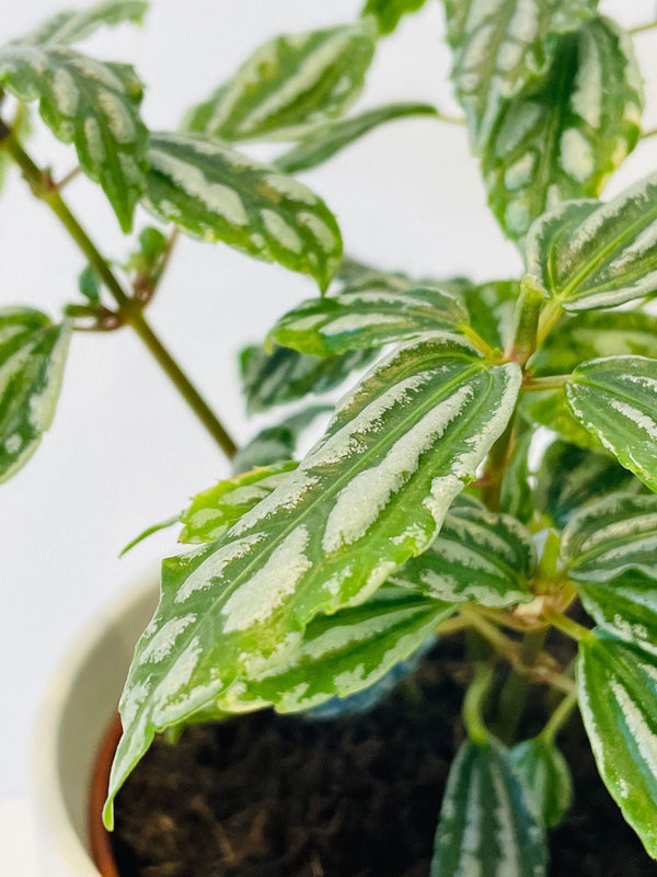 Pilea Cadierei 120mm & Pot