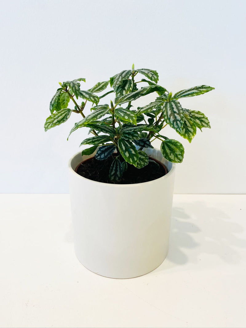 Low Maintenance Indoor Plants