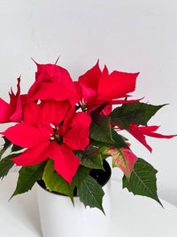Poinsettia Plant - Amazing Graze Flowers
