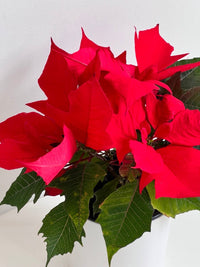 Poinsettia Plant - Amazing Graze Flowers