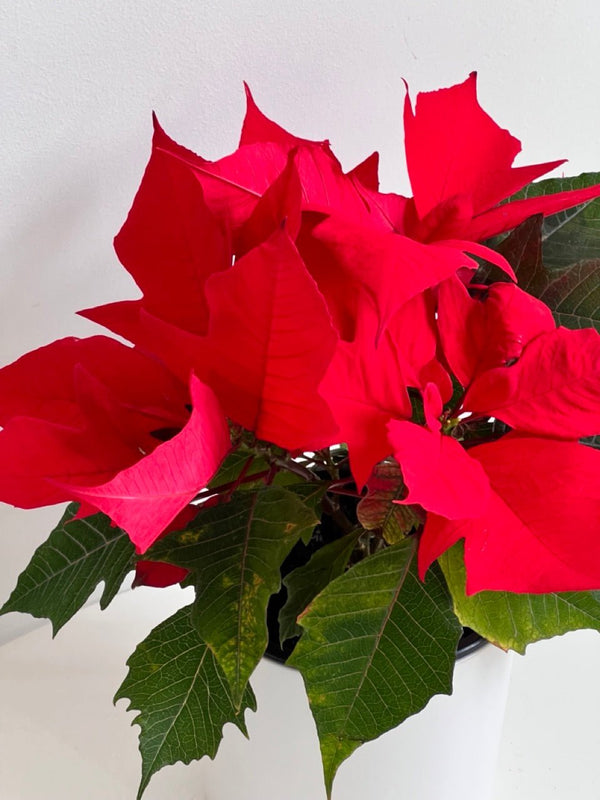 Poinsettia Plant