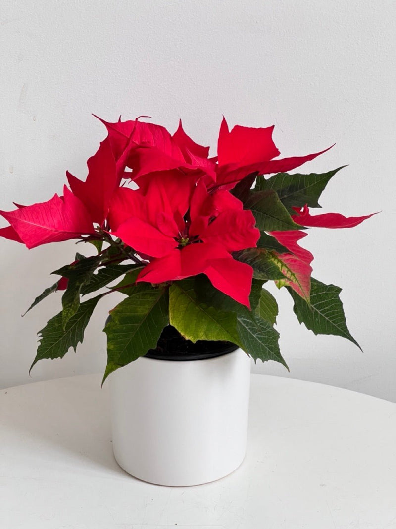 Poinsettia Plant - Amazing Graze Flowers