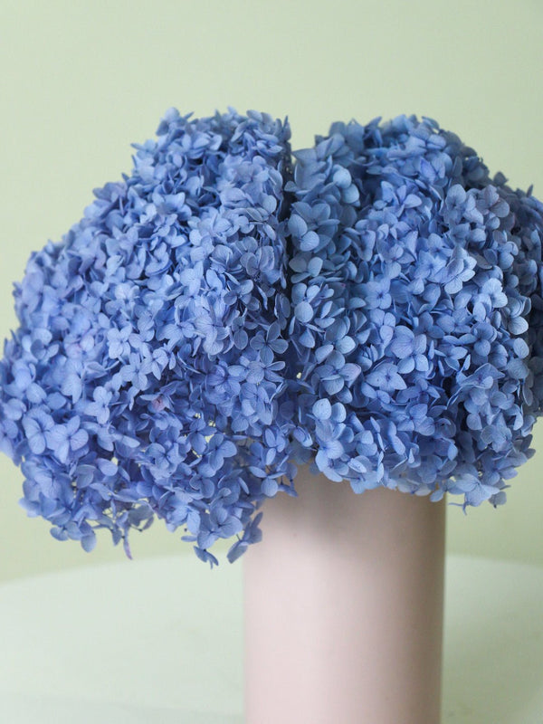 Preserved Hydrangea