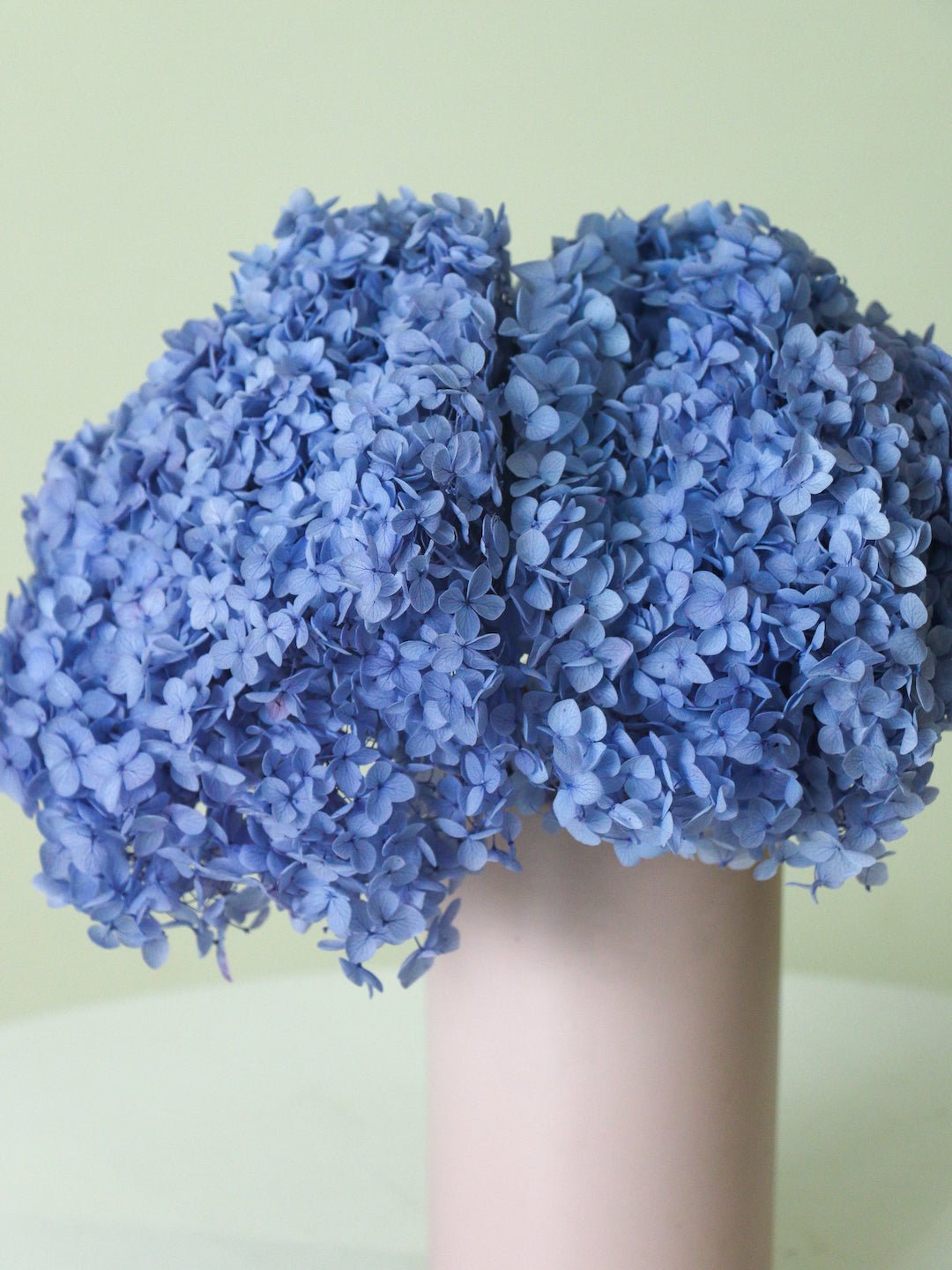 Preserved Hydrangea - Amazing Graze Flowers