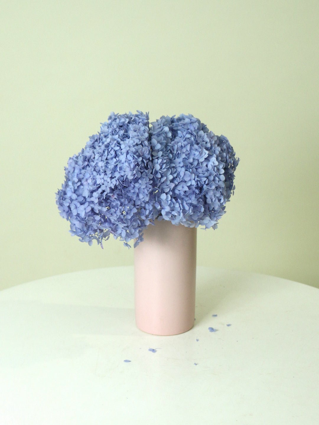 Preserved Hydrangea - Amazing Graze Flowers