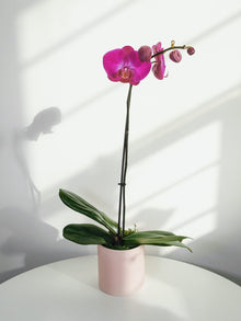 1 Stems