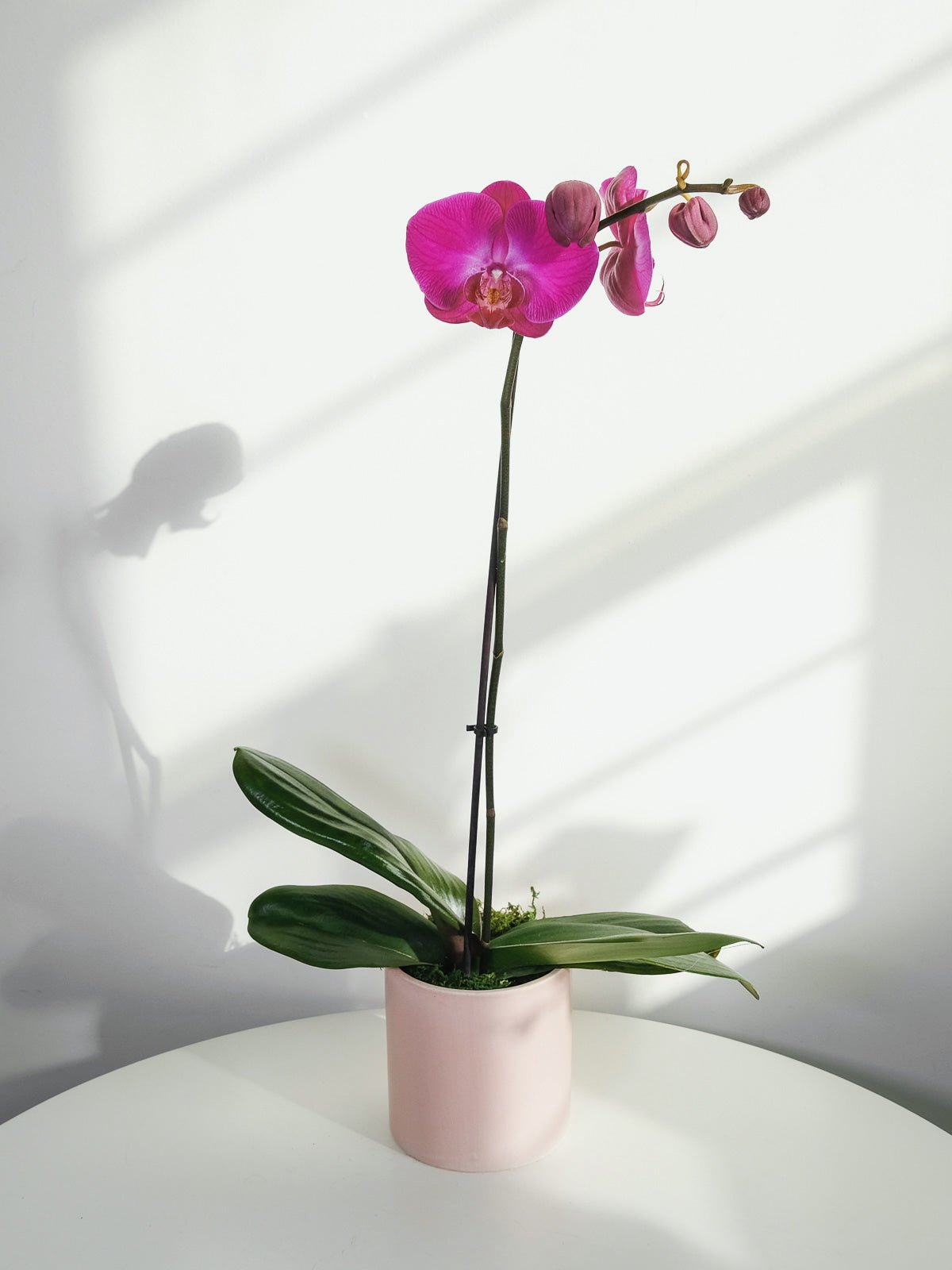 Purple Phalaenopsis Orchids Plant - Amazing Graze Flowers
