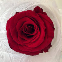 Red Rose Long Gift Box- Single Long Stems - Amazing Graze Flowers