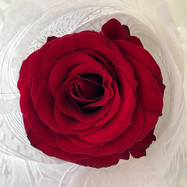 Red Rose Long Gift Box- Single Long Stems