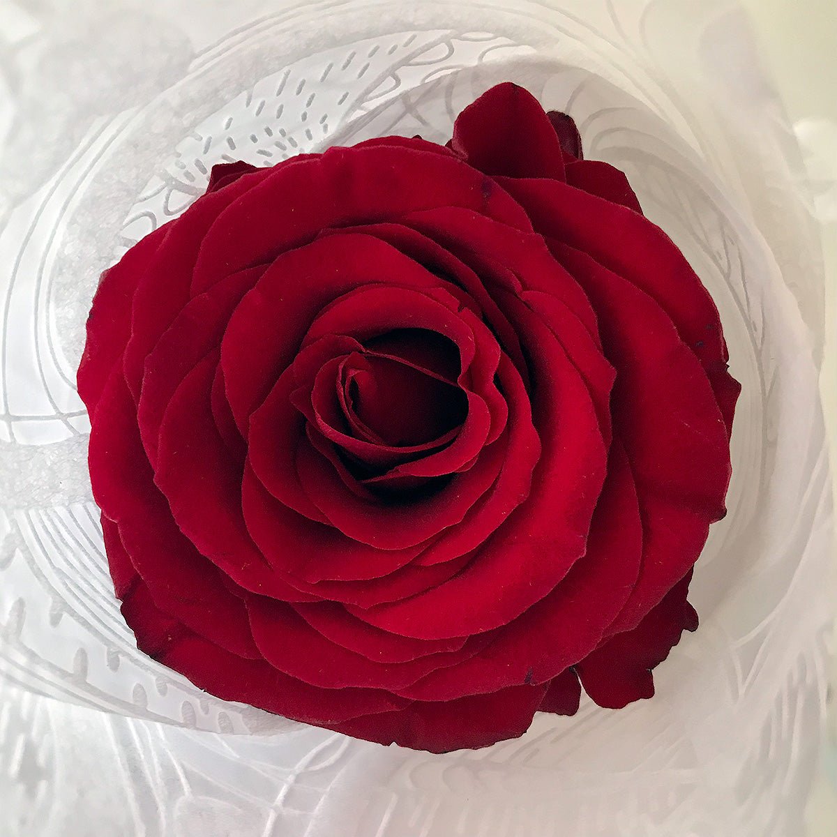 Red Rose Long Gift Box- Single Long Stems - Amazing Graze Flowers