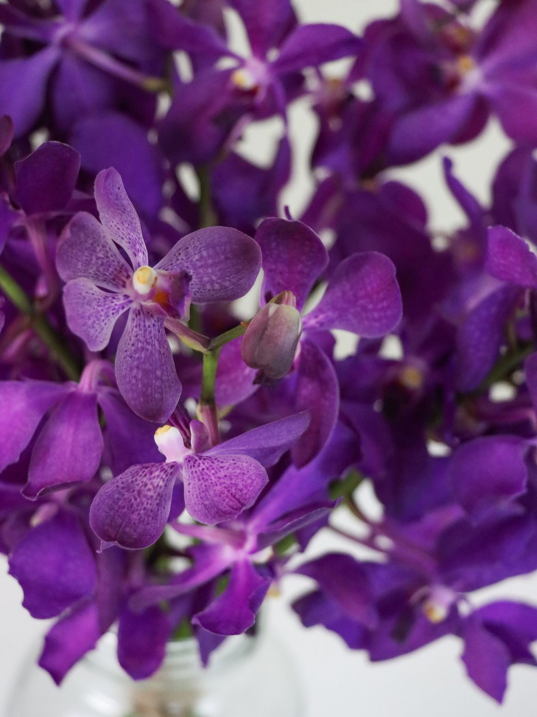 Royal Orchids - Amazing Graze Flowers