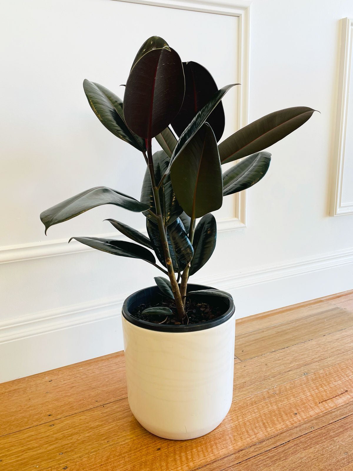 Rubber Fig Plant 200mm & Pot - Amazing Graze Flowers