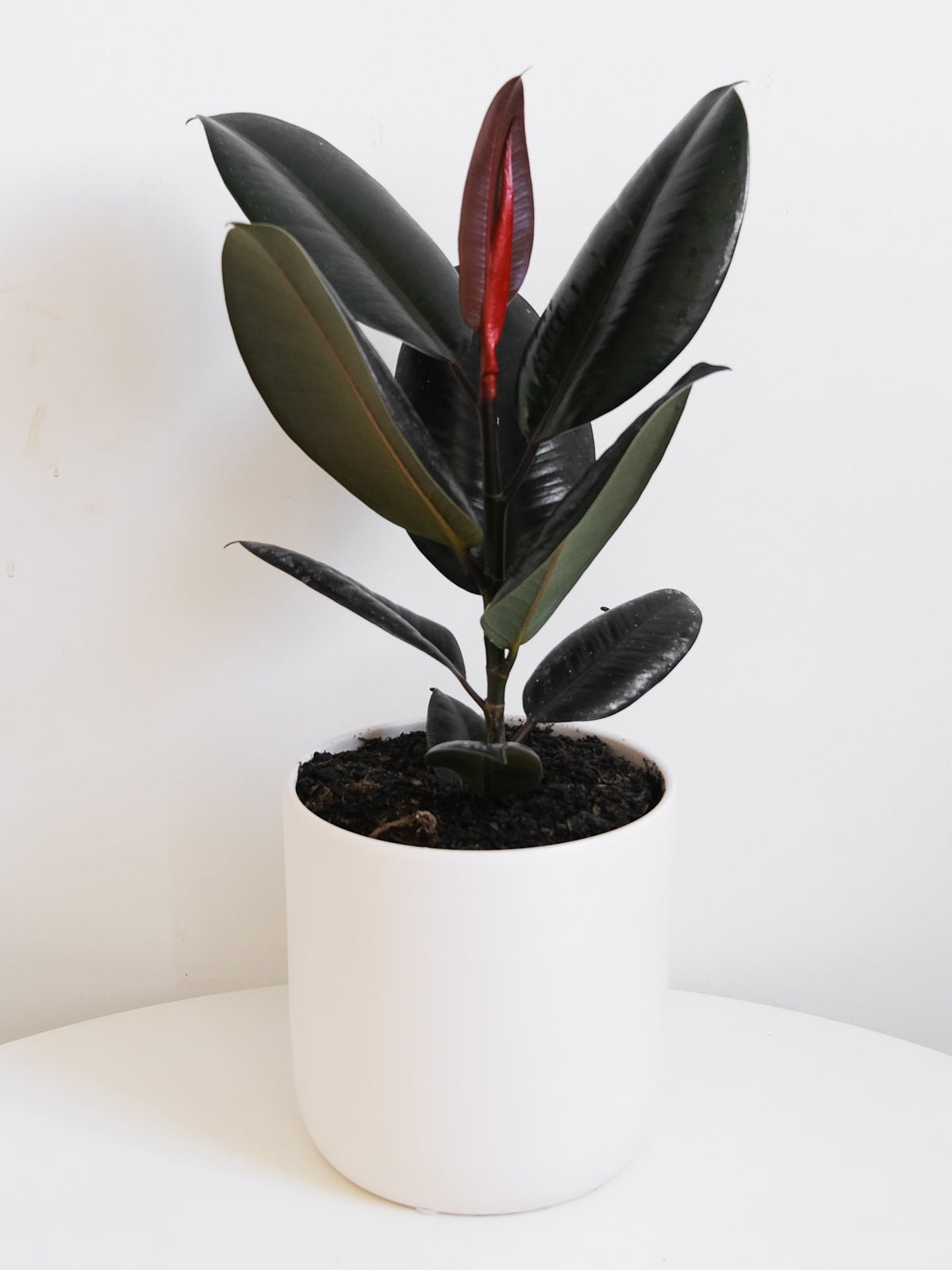 Rubber Fig Plant 200mm & Pot - Amazing Graze Flowers