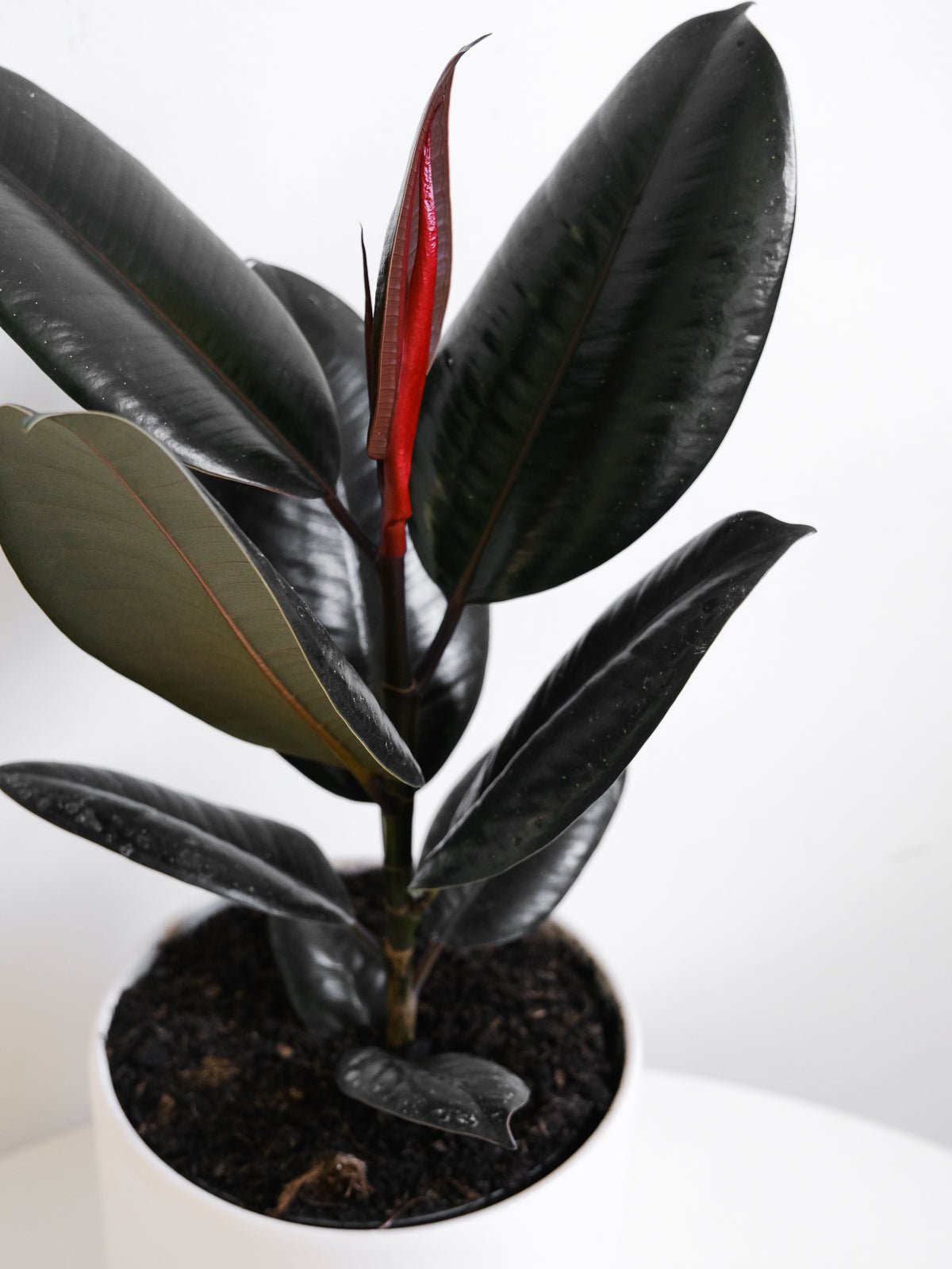 Rubber Fig Plant 200mm & Pot - Amazing Graze Flowers