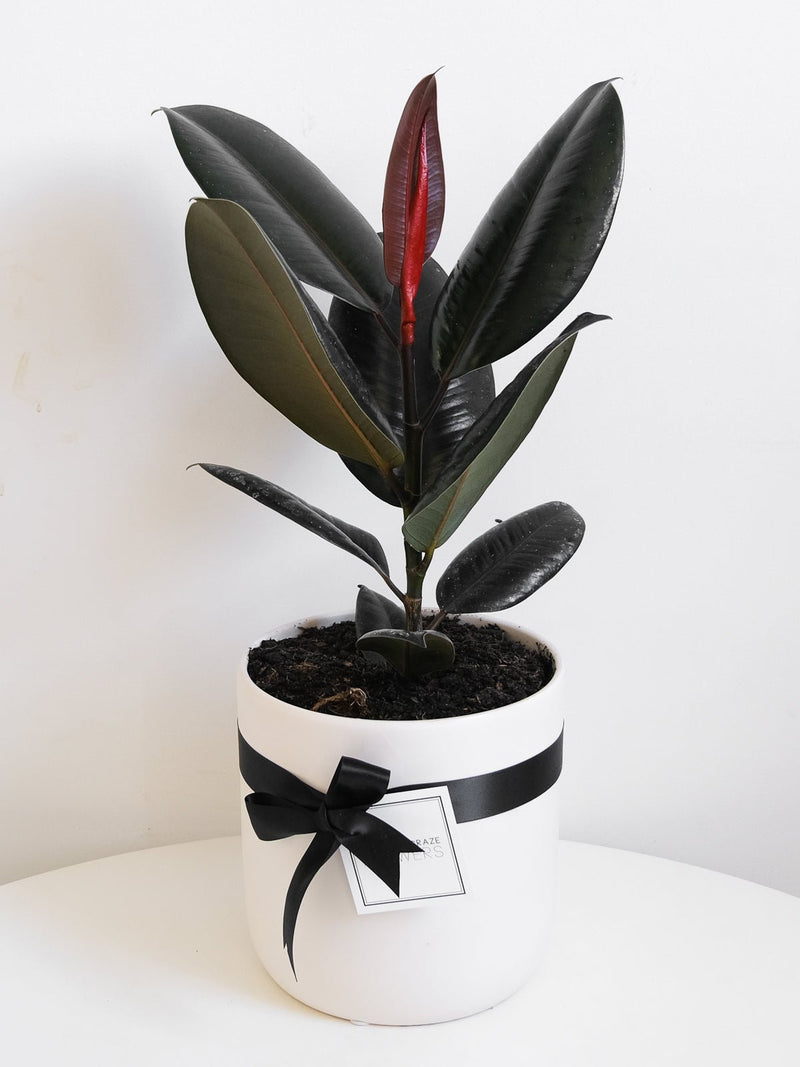 Rubber Fig Plant 200mm & Pot - Amazing Graze Flowers