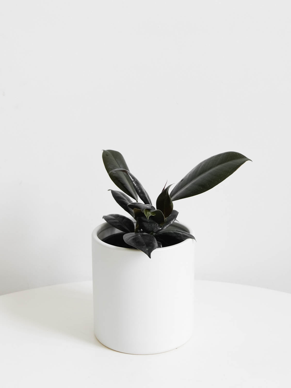 Rubber Plant 120mm & Pot - Amazing Graze Flowers