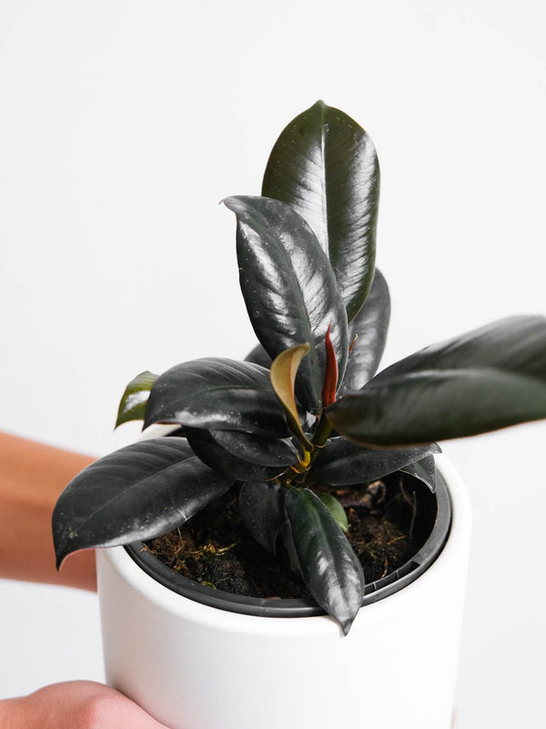Rubber Plant 120mm & Pot