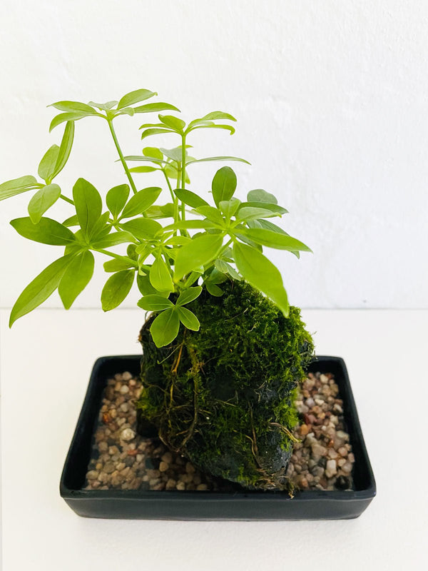 Schefflera on Lava Rock (Rocky)