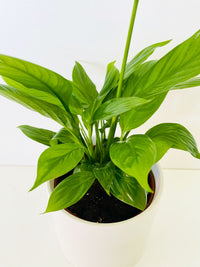 Small Peace Lily 120mm & Pot - Amazing Graze Flowers