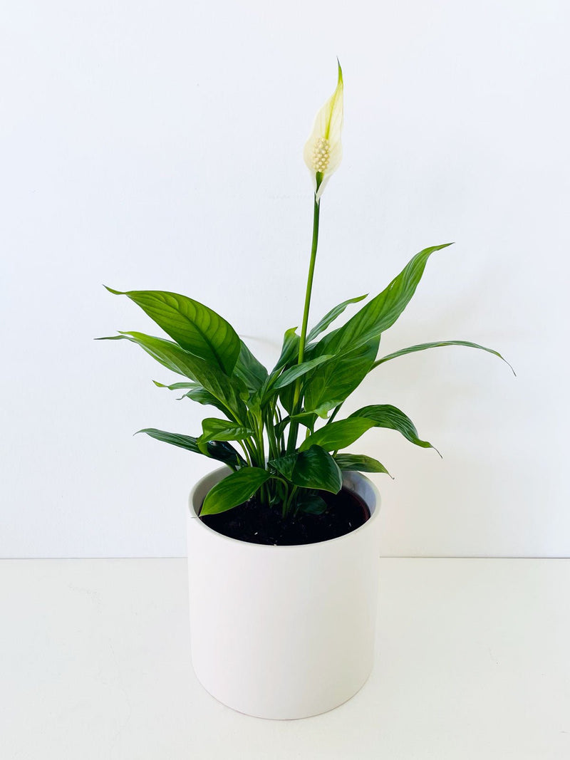 Small Peace Lily 120mm & Pot - Amazing Graze Flowers