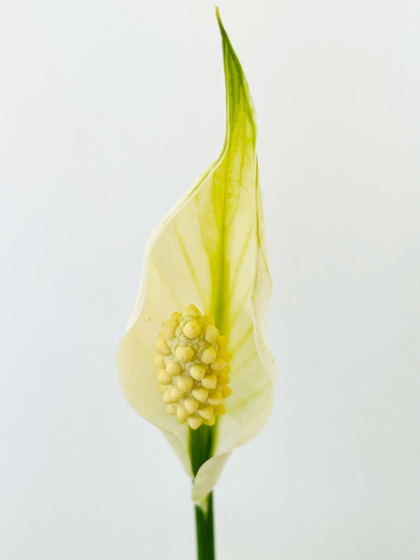 Small Peace Lily 120mm & Pot