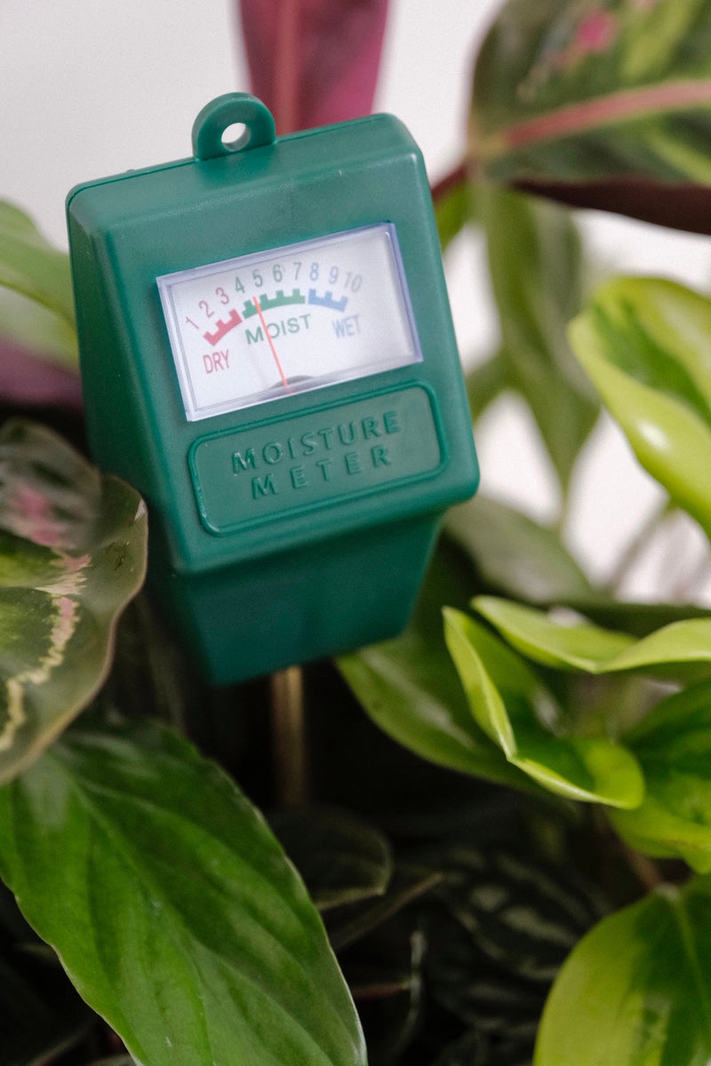 Indoor Plants