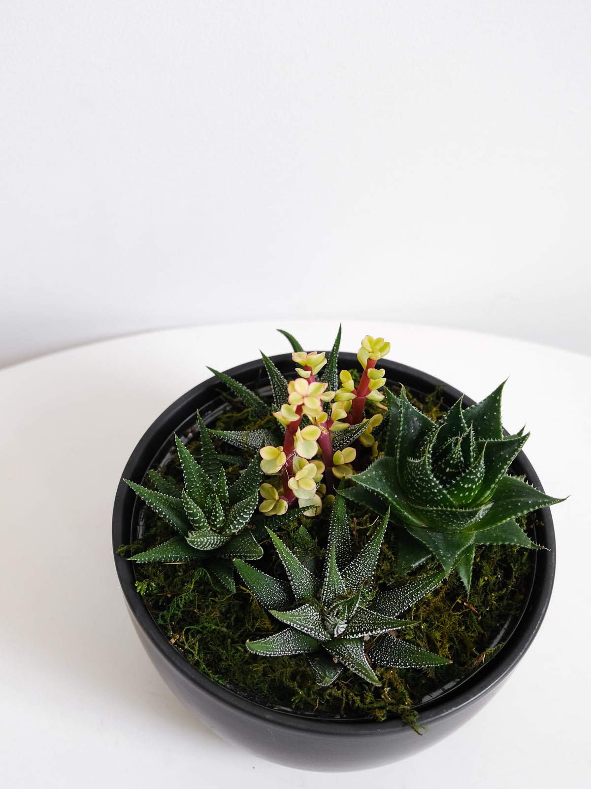 Succulent Bowl - Amazing Graze Flowers