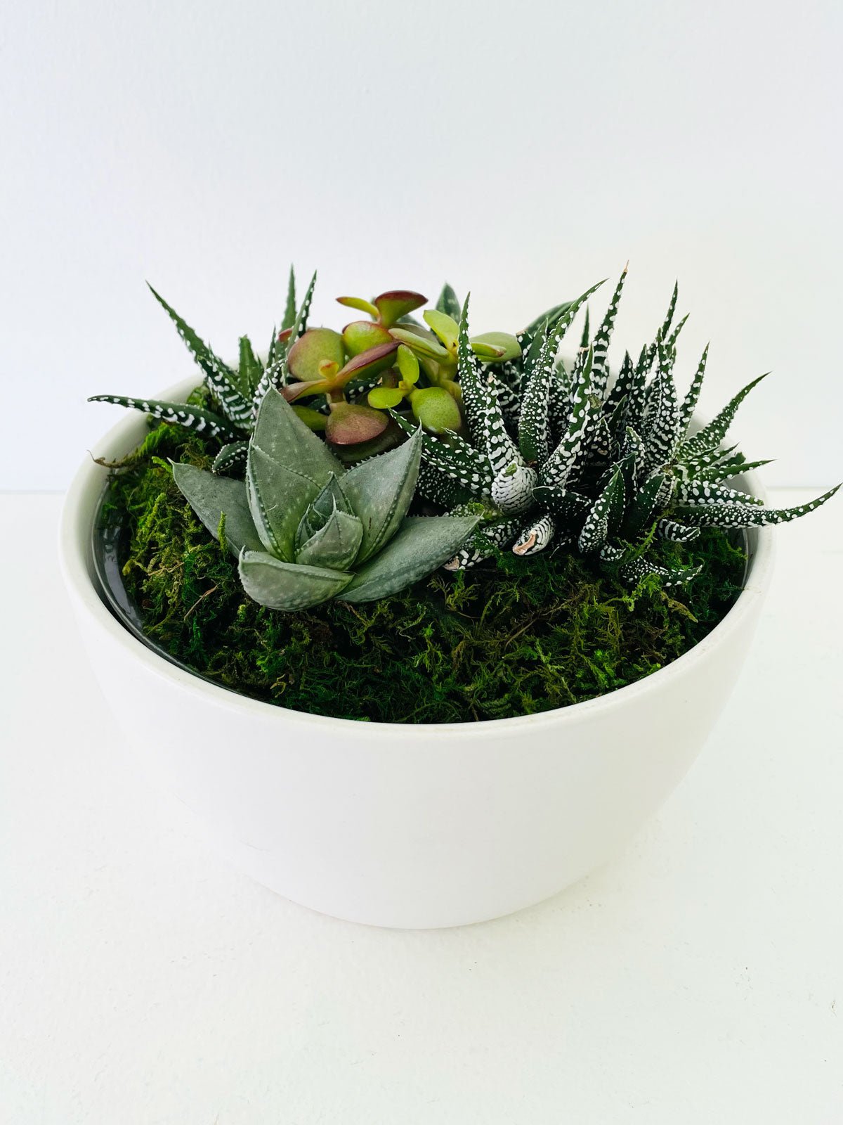 Succulent Bowl - Amazing Graze Flowers