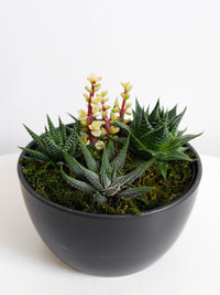 Succulent Bowl - Amazing Graze Flowers