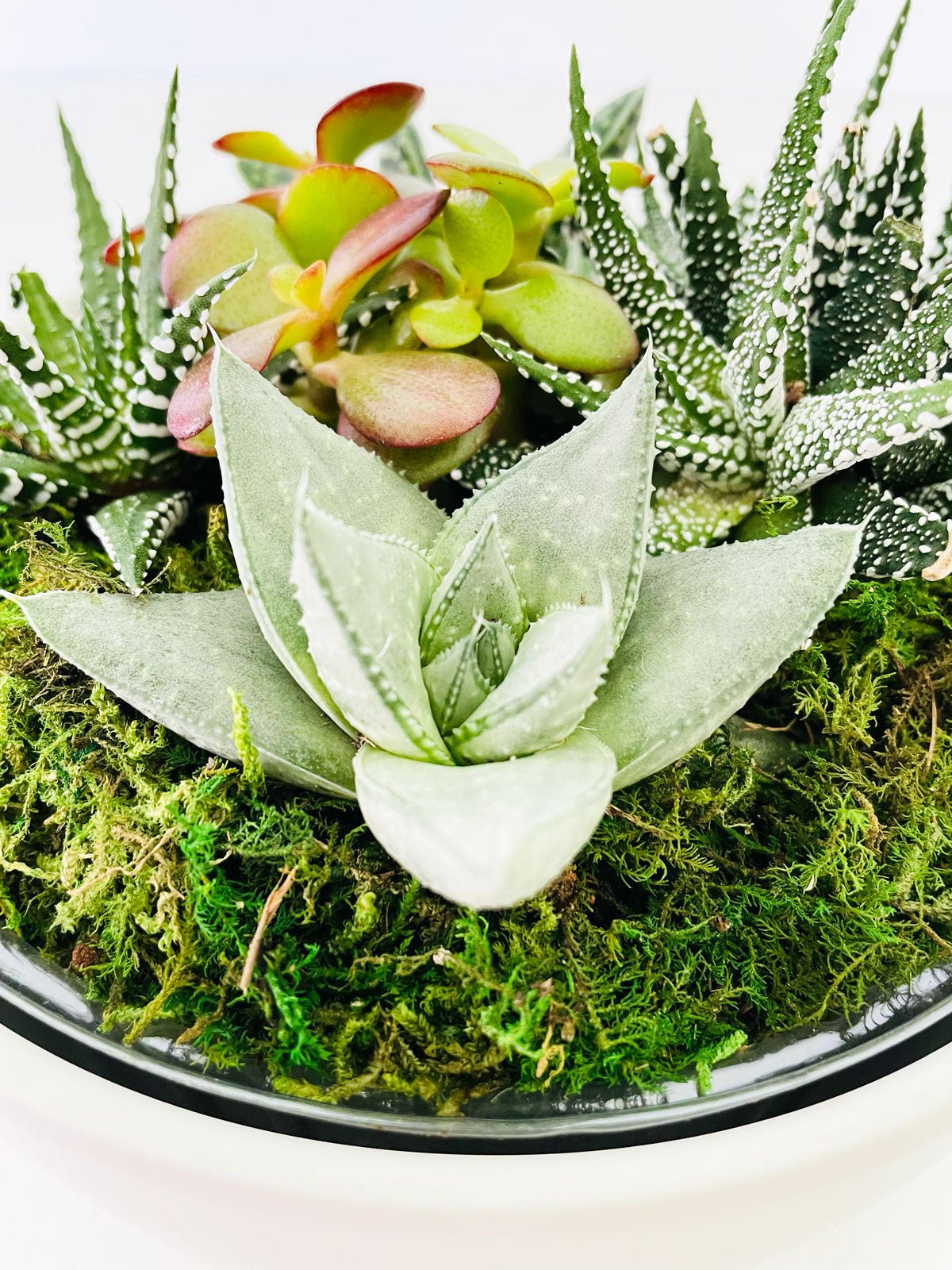 Succulent Bowl - Amazing Graze Flowers