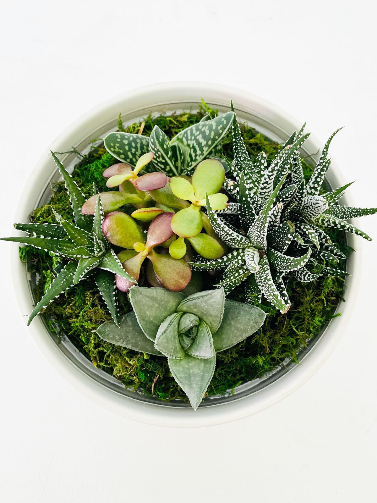 Succulent Bowl - Amazing Graze Flowers