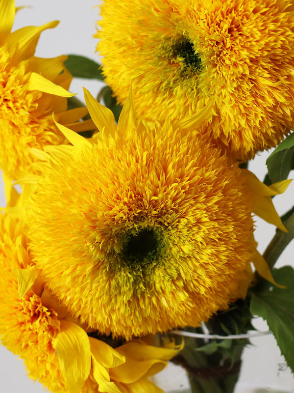 Teddy Bear Sunflowers Bouquet (Limited Edition)