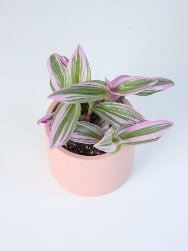 Tradescantia Nanouk 110mm & Pot