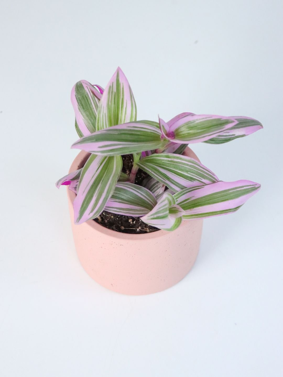 Tradescantia Nanouk 110mm & Pot - Amazing Graze Flowers