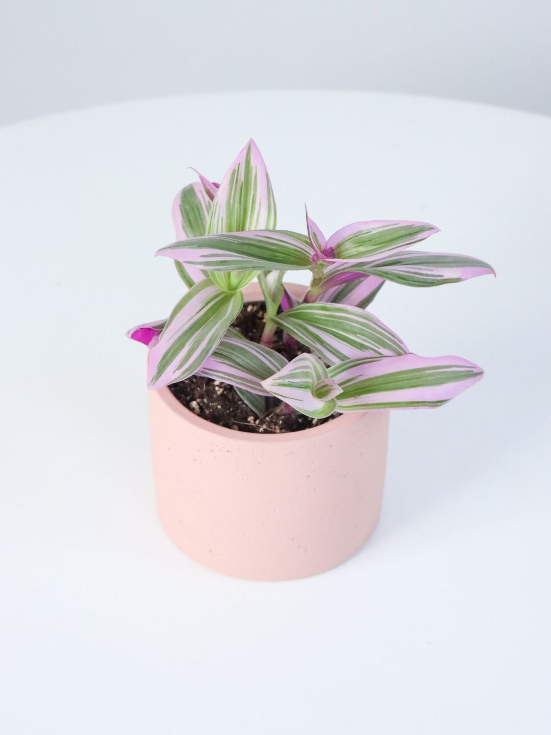 Tradescantia Nanouk 110mm & Pot - Amazing Graze Flowers