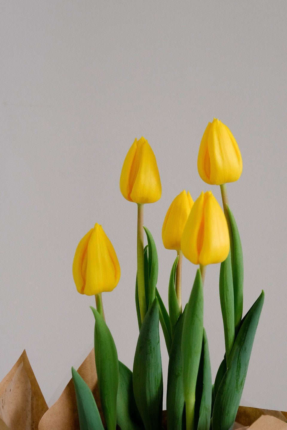 Tulip Potted Plant - Amazing Graze Flowers